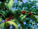 Robusta coffee